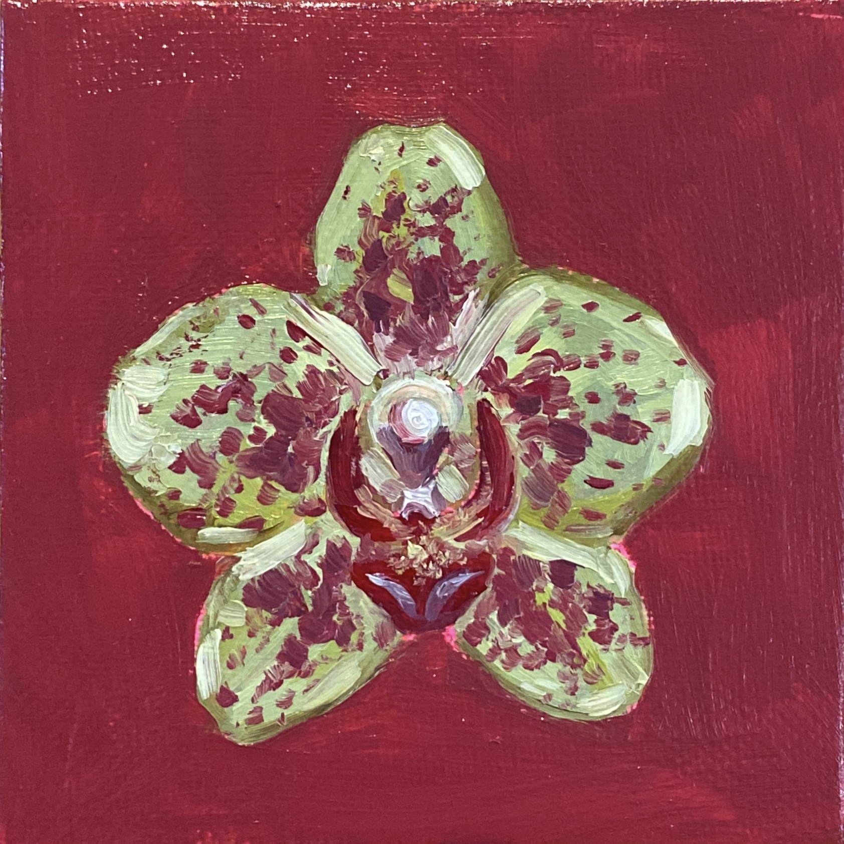 Painted orchid on a colourful background